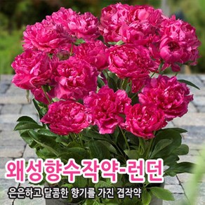 조경수 묘목 -작약 왜성향수작약[런던] 3~5촉 6치포트묘 CH341