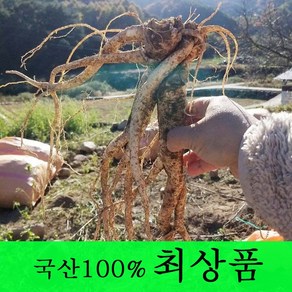 [금산도라지] 직접재배한 약도라지1kg 생도라지 *국산100%*