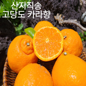 [산지직송]제주 카라향 고당도 선물 가정용 2kg, 1개, 2kg(중소과/가정용/7-15과)