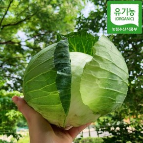 양배추 산지직배송 유기농 천기누설 3KG 친환경 5KG, 1박스