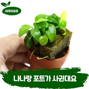[아쿠아유쥬]골든나나 포트 초보 수초 어항 수족관 새우 식물, 1개