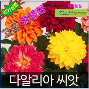 GR1/고급야생화/다알리아 씨앗 ( dahlia seed 50알 ), 1개