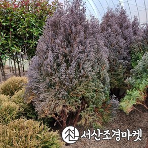 스쿠아로사 두모사나무 묘목 키100cm 서산조경마켓, 1개