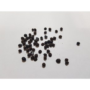 산초나무씨앗20g(500립), 1개