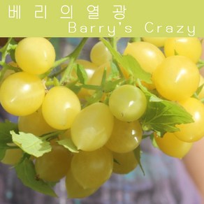 베리의 열광 Bay's Cazy 방울토마토 달콤한 희귀토마토 교육용 체험용 세트, 1개