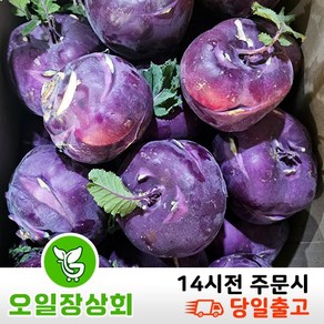 ( 오 일 장 상 회 ) 국내산 제주 콜라비 적 콜라비 3kg 5kg 10kg, 1개, 10kg내외