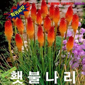 니포피아 Toch Lily 횃불나리 5립, 1개