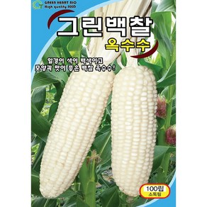 (씨앗) 백찰옥수수 - 맛있고 자루가 큰 옥수수 씨앗 - 텃밭용 소포장 - 100립, 1개