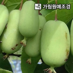 다래나무 왕다래(용성2호) 4치장포트 묘목 나무 서산조경마켓