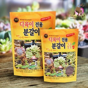 명품 다육이 전용 분갈이 흙 3L 6L 이 제품 하나로 끝 다육이흙 종결, 1개