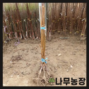 (나무농장) 체리나무 / 우량대목 / 콜트대목 / 크림스크대목, 1개, 크림스크대목 애보니펄