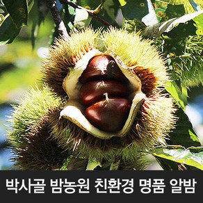 박사골 알밤 중 4kg / 유기농 명품밤 햇밤, 1개