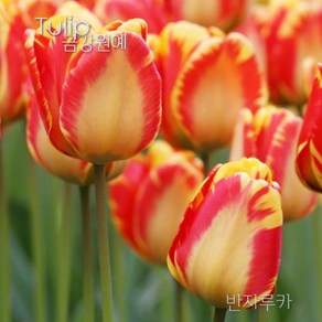 스트라이프 튤립(Stripe Tulip) 추식 구근 반자루카(1set-5구) 금강원예