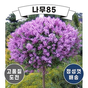 (나무85) 왜성향기라일락 7치 포트, 3.다크퍼플 7치 포트, 1개