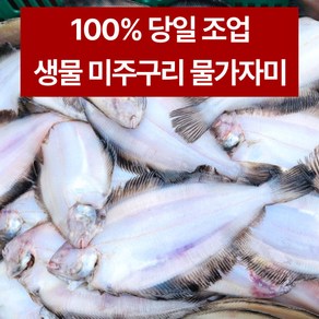 (무료배송) 오늘 새벽에 잡은 생물 기름가자미(20미) 속초 100% 자연산 식해용 미주구리 세꼬시 물가자미