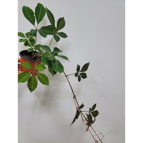 봄봄 고려담쟁이, 1개