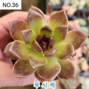 다육식물- 희귀 다육 100가지 모아보기, [NO. 36] 5.5cm 포트, 1개
