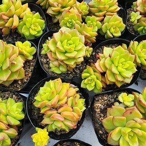 [해뜰다육] 매직쨈골드(소) 다육식물 선인장, 1개