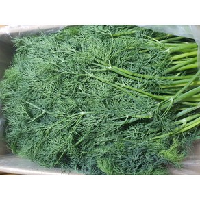 야채왕 허브 생잎 딜 Dill 500g 향신료 - 수도권 충청지역 팀프레시 새벽배송, 1개