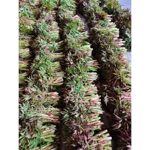 [산지직송] [곰배령농산물]인제 햇 산나물 눈개승마 봄나물 1kg, 1개