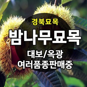 [경북농원] 밤나무묘목(옥광밤/대보밤/삼조생밤/포르단/황율밤) 접목묘, 밤나무묘목, 1개, 삼조생밤나무 접목 2년생 상묘