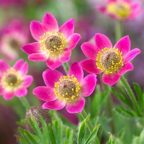 [평창][3포트]바람꽃루브라(홍화바람꽃), 3개