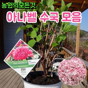 아나벨 수국 묘목 PW블랑쉐트 핑크아나벨 인크레더블 스토롱아나벨 리메타 라임리키 버블껌 마시멜로우, 08. 캔디벨 버블껌 P14, 1개