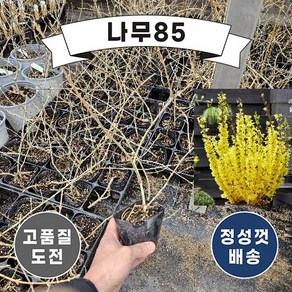 (나무85) 왜성개나리 미카토르 4치포트, 1개