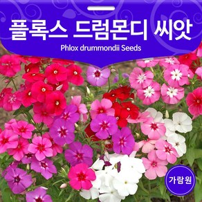 드럼몬디 플록스 씨앗 꽃잔디 씨앗 종자 꽃씨 1g, 1개