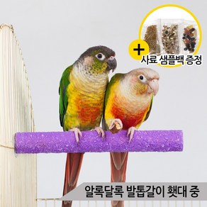 볼록 칼라 발톱갈이 횃대(중) 잉꼬 중소형 앵무새횟대, 1개