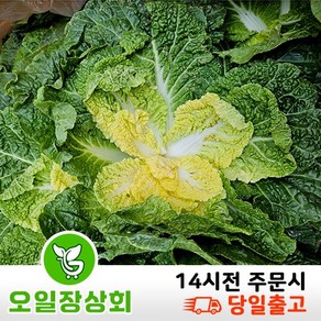 < 오일장농산 >국내산 봄동 배추 2kg 5kg 10kg내외