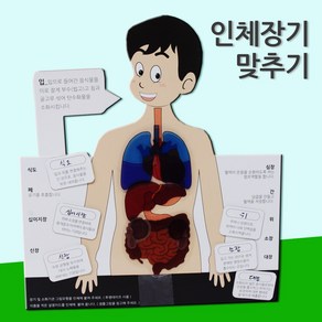 인체 장기 맞추기 (5인) 과학상자 방과후 초등교과 교과서 수업 재료