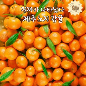 탐나는것들 천상의 상큼함 제주 햇 노지감귤 첫 출하 3kg 대과(2L) 1박스