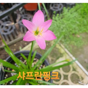 [비젼플라워] (야생화놀이터)--베란다월동-샤프란-분홍샤프란-점점 좋아지는식물, 1개, 00