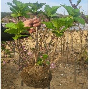 (경북묘목) 우수한품종의 수국나무묘목 분묘 포트묘 판매중, 1개, 원예수국 5치포트묘