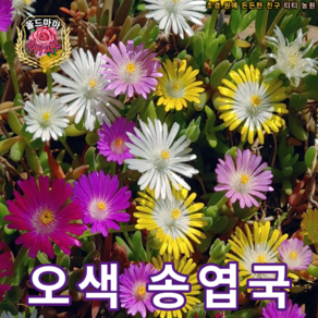 (희귀씨앗나라) 경사지에 지피식물 오색송엽국 25립, 1개