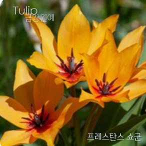 미니 튤립(Mini Tulip-원종) 추식 구근 프레스탄스 쇼군(1set-5구) 금강원예