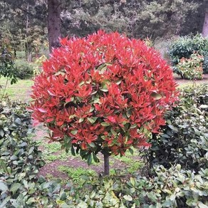 목하원예조경 홍가시나무 묘목 (레드로빈) (개화주 독립수형)