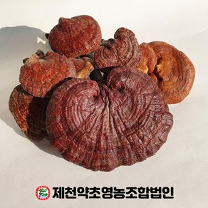 자연산 영지버섯 500g 제천약초영농조합, 1개