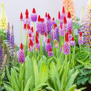 [모야모 꽃씨] 비알리앵초(Primula vialii) 씨앗 30립