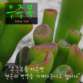 우주목(Gollum Jade) 지름 9cm 소품 다육화분, 1개