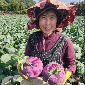 제주울엄마 직접 농사지은 콜라비 제주 직배송, 1개, 10kg