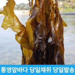 [당일채취 당일발송] 제철맞은 한산도 앞바다 생미역 꼬돌미역 물미역 산모미역, 1개, 1kg