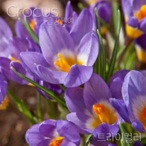 크로커스 샤프란(Crocus saffron) 추식 구근 트라이컬러(1set-5구)