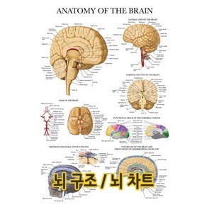 뇌구조 뇌차트 DM-14 인체해부도, 액자추가(짙은갈색)