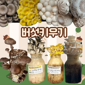 버섯키우기, 금빛+느타리+흰타리+표고