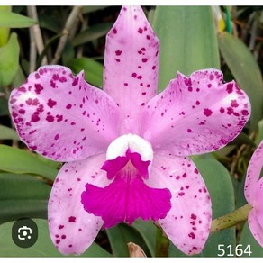 [신라난농원]카틀레야원종.Cattleya amethystoglossa.애미티스터글루사.아주좋은향.예쁜핑크색.예쁜꽃모양.아주좋은향.필독뒷사진참고.