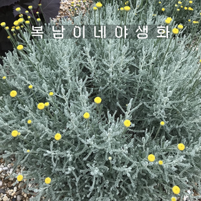코튼라벤더 실버 [1개 복남이네야생화 모종 허브 산토리나 santolina], 1개