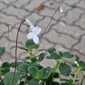 에이피팩토리 화이트 삭소름 흰색 야생화 사랑초 공기정화, 1개