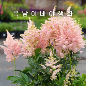 아스틸베 시스터테레사 [1포트 복남이네야생화 모종 습한땅 반그늘 노루오줌 astilbe], 1개